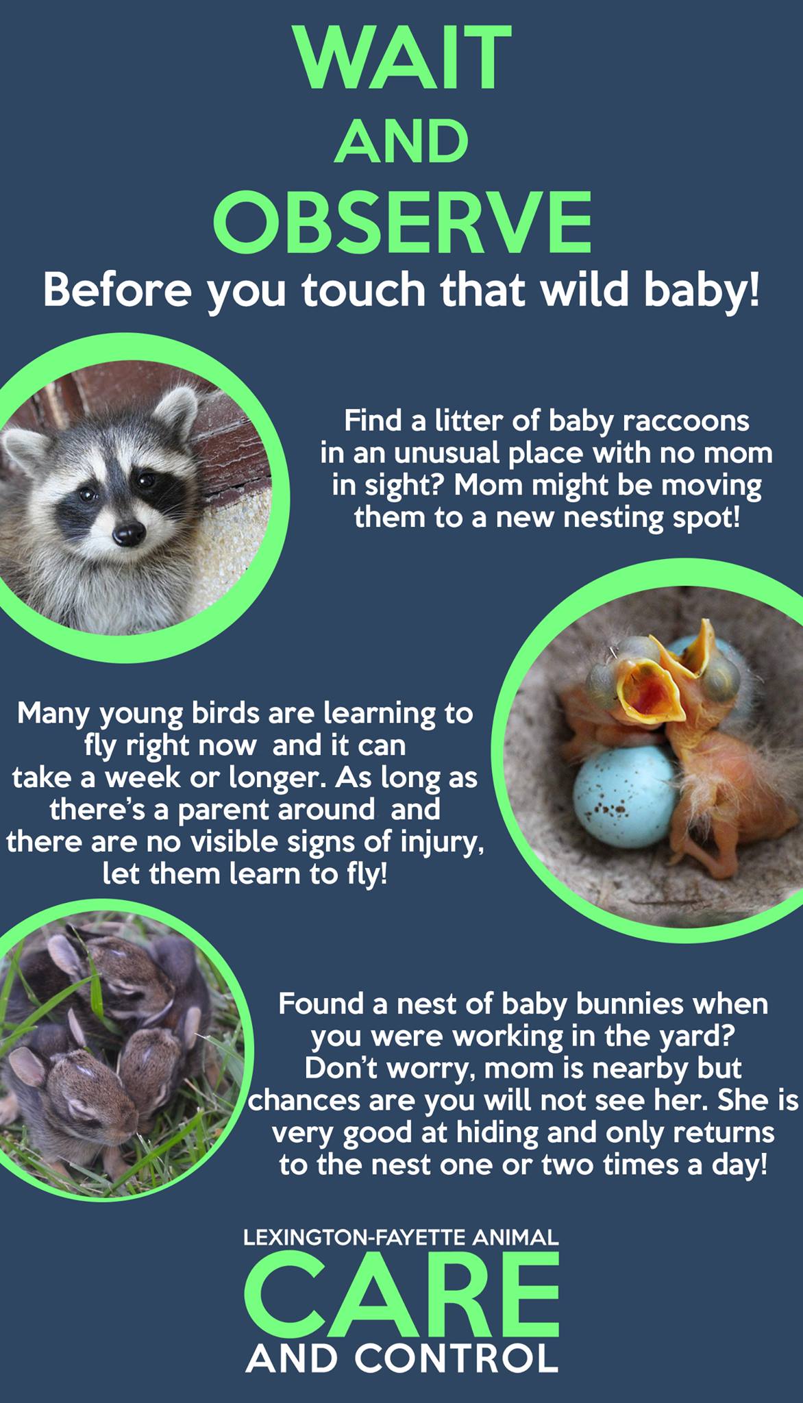 Licensing - Lexington Fayette Animal Control and Care